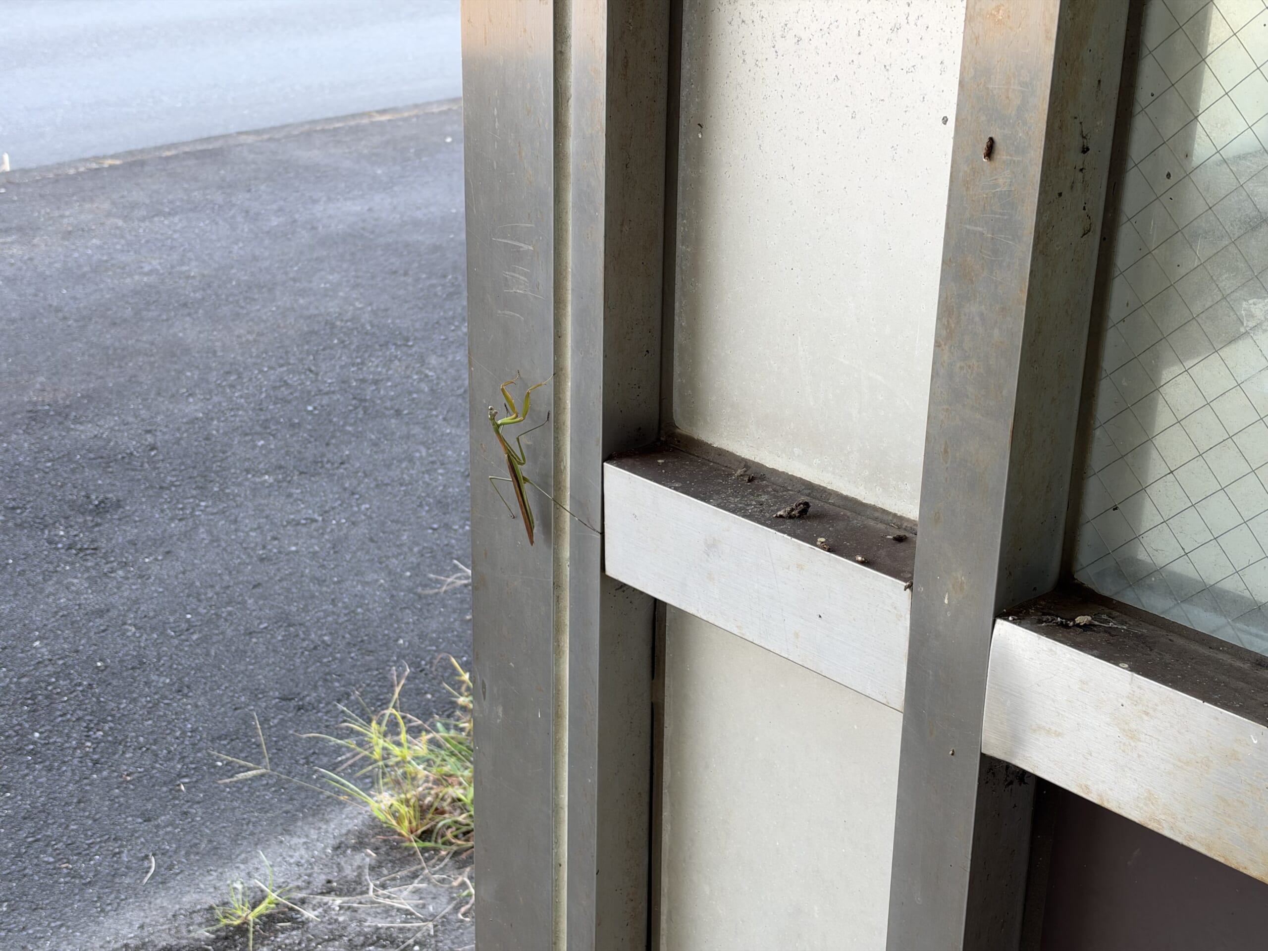 駅舎付近の金属枠にとまるカマキリ